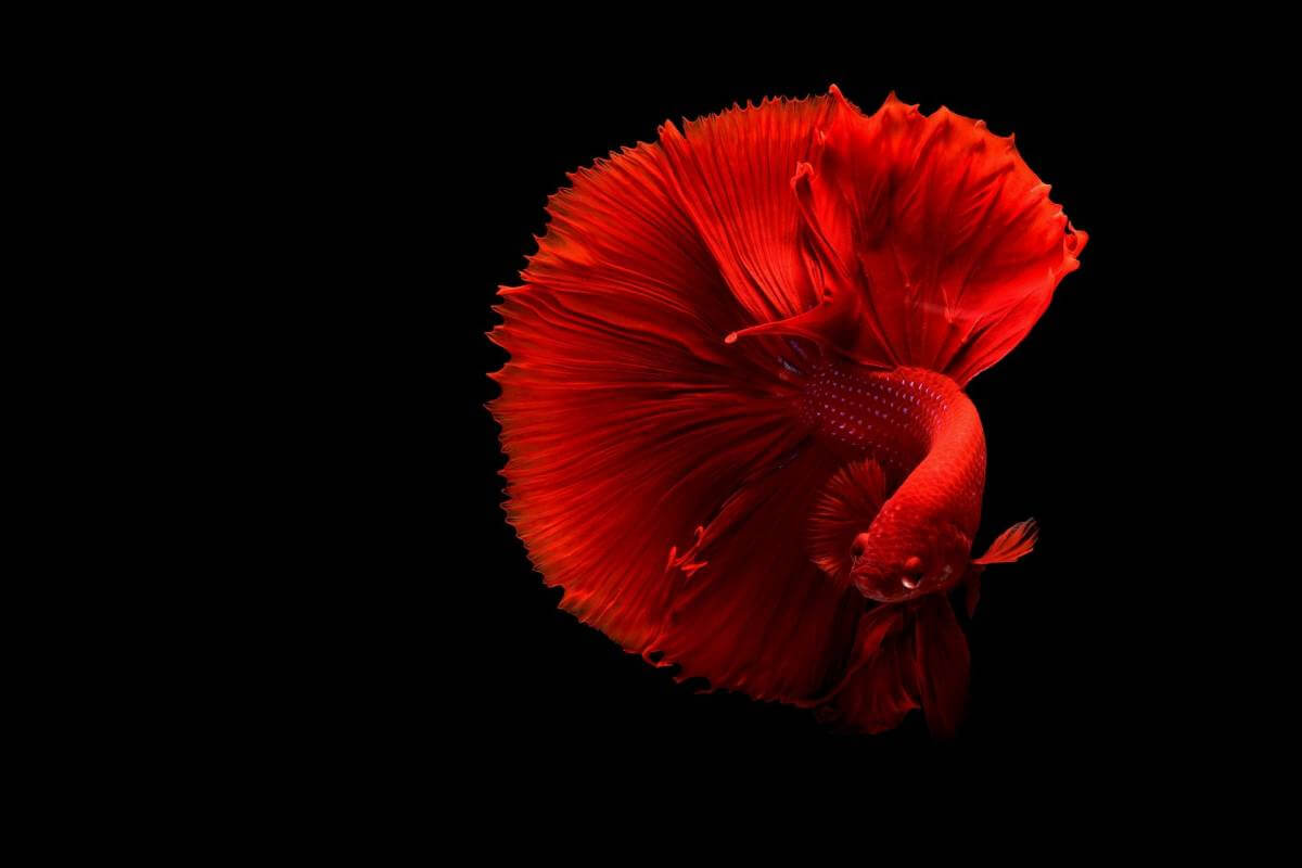Ikan Hias yang sedang di Gemari Masyarakat Saat Ini, dengan Sebutan Betta Fish